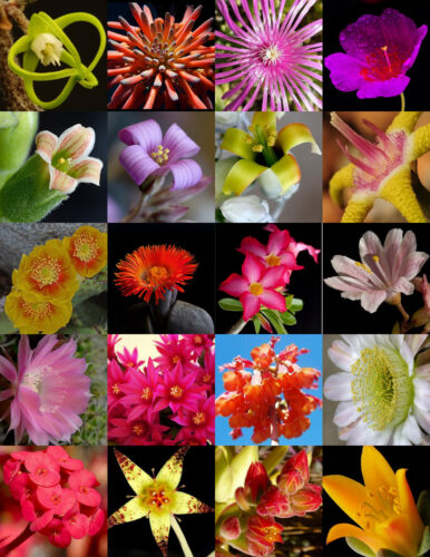 FLOWERING SUCCULENT MIX rare plant exotic cactus flower succulents seed 30 seeds - Photo 1 sur 1