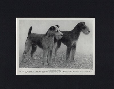 Lakeland Terrier ''Charming'' - 1934 Vintage Dog Art ''Photo'' Print - CUSTOM MATTED