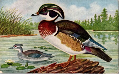 Wood Ducks Pair Male Female Lily Pads Signed Chas. Reed Bird Guide Art Postcard - Picture 1 of 2