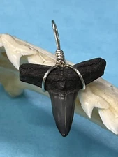 SHARK TOOTH PENDANT. 7/8 Inch Fossilized LEMON Shark Tooth From Bone Valley Fl 