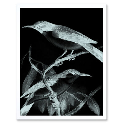 Vögel Illustration Nacht gerahmter Wandkunstdruck 9x7