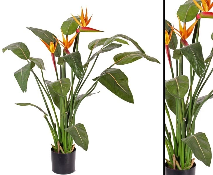 tree peony plants Paeonia Suffruticosa Shima Nishiki Japanese Tree Peony – EVERGREEN