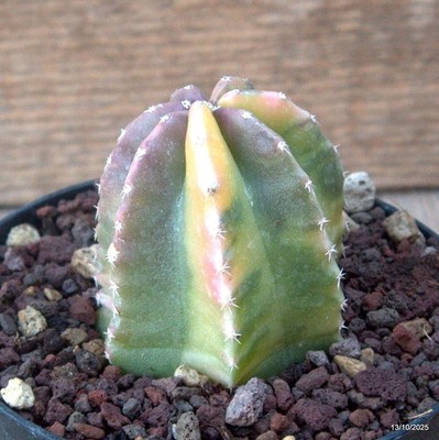 D6963 ECHINOCEREUS SUBINERMIS VARIEGATED pot10-H6-W5 cm MaMa Cactus