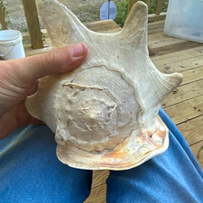 Large Natural Queen helmet Sea Shell White Tan Spiked Seashell with Flared Lip