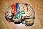 Rare Antique Plaster/Papier Mâché Brain Anatomical Model 1920 -30 s.