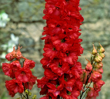 Red King Delphinium ? 100x Seeds - Perfect For Spring & Autumn Planting