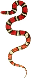 Snake Self Adhesive Vinyl Sticker