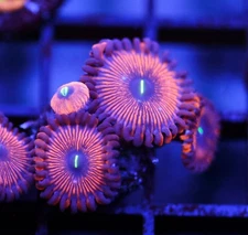 DIYreefer Live Coral WYSIWYG Red People Eaters 5 Polyp Frag