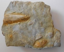 Plaster muszli Trias MU 💖14110Zobacz pokaż!