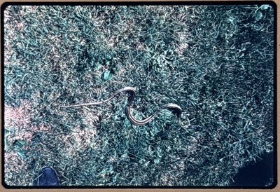 1971 Garter Snake in Grass Outdoor Nature Photo 35mm Slide Oct 1971