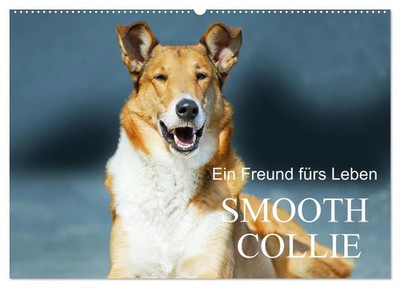 Ein Freund fürs Leben - Smooth Collie (Wandkalender 2026 DIN A2 quer),...
