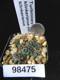 Turbinicarpus klinkerianus ssp. klinkerianus Group Live Cactus Cacti Plant 98475