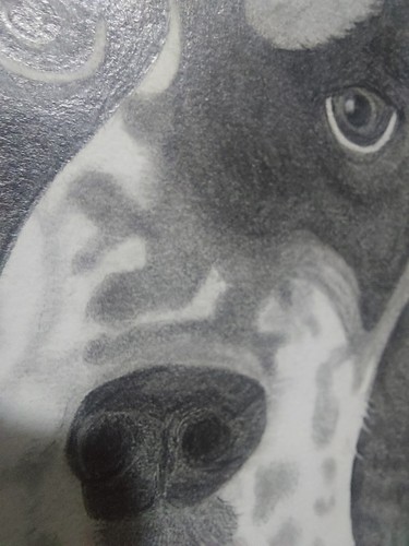 Jill Melton handgefertigte Original Bleistiftzeichnung von Springer Spaniel oder Hund Haustier - Bild 5 von 10