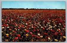 Postcard Acres of Flower Beds Arkansas Valley Growing for Seed   I-6
