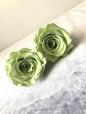 Atemberaubende echte konservierte mintgrüne Rose Amor Köpfe - Box mit 6 UVP: 23,95 £