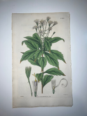 Curtis Botanical Early 19th Century H/C Engraving 1st Ed Michaelmas Daisy 2707