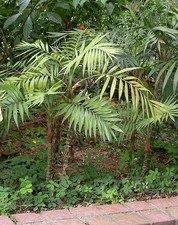 Chamaedorea elegans Parlour palm 9cm Pot Outdoor grown UK Zone 9 Shade loving