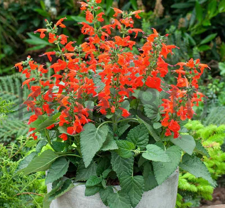 Salvia Pineapple Scarlet Sage Coccinea Live Plant Plug Fast Native Red Flower 🕊 - Image 4 of 4