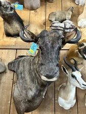 african taxidermy mounts for sale