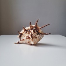 Conchiglia Marina Naturale Oggetto Decorativo / Collezione