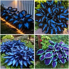 Hosta Seeds Blue and Black 300 Seeds ,Hosta Seeds Blue Perennial for Planti...