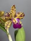Spotted Cattleya (Blc. Sunspots x C. Jerry Spencer) - Mutation on one Lip 11231 — photo 8
