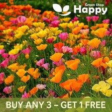 California Poppy Mix 2200 Seeds - Eschscholzia Californica - Landscaping Flower