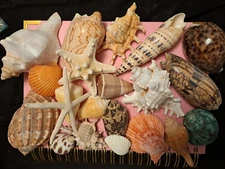 21 Large Natural Conch Sea Shells Hermit Turbo Rare Real Aquarium Home Decor New