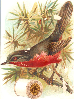 1880s J & P Coats Six Cord Thread Colorful Red Songbird F15