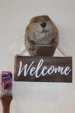 New Beaver Mount Taxidermy Whitetail Deer Antler Log Cabin Decor Welcome Sign