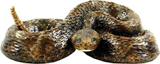 Western Diamondback Rattlesnake S by  Designs...