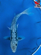 9" KUMONRYU Live Koi Fish Garden Pond 11/3