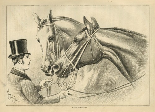 RACEHORSES MAKE GOOD STABLE COMPANIONS ILLUSTATED SPORTING AND DRAMATIC NEWS - 第 1/1 張圖片
