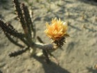 Cylindropuntia ramosissima (diamond cholla) - 1x rootless cutting