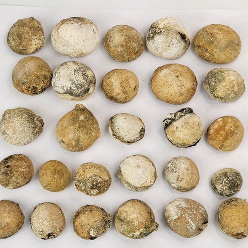 Rhyncholampas gouldii Fossil Sea Urchin (Echinoid) - Florida - 1 Per Purchase