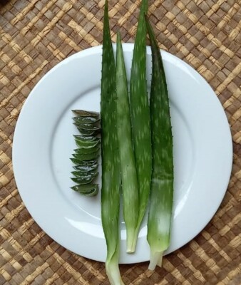 Fresh Natural Organic Aloe Vera leaves Natural Beauty Medicinal - Cut to Order