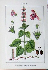 Antiker alter Druck Blumen Stürme 1903 Wald-Ziest Stachys Silvatica Farbe 20.