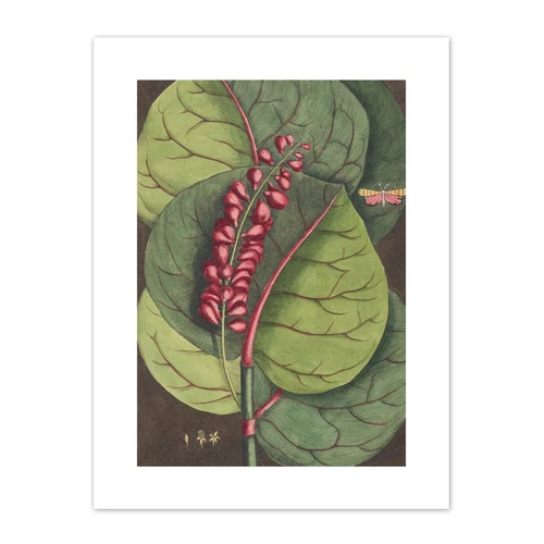 Flower Coccoloba Uvifera Seagrape Print Canvas Premium Wall Decor Poster