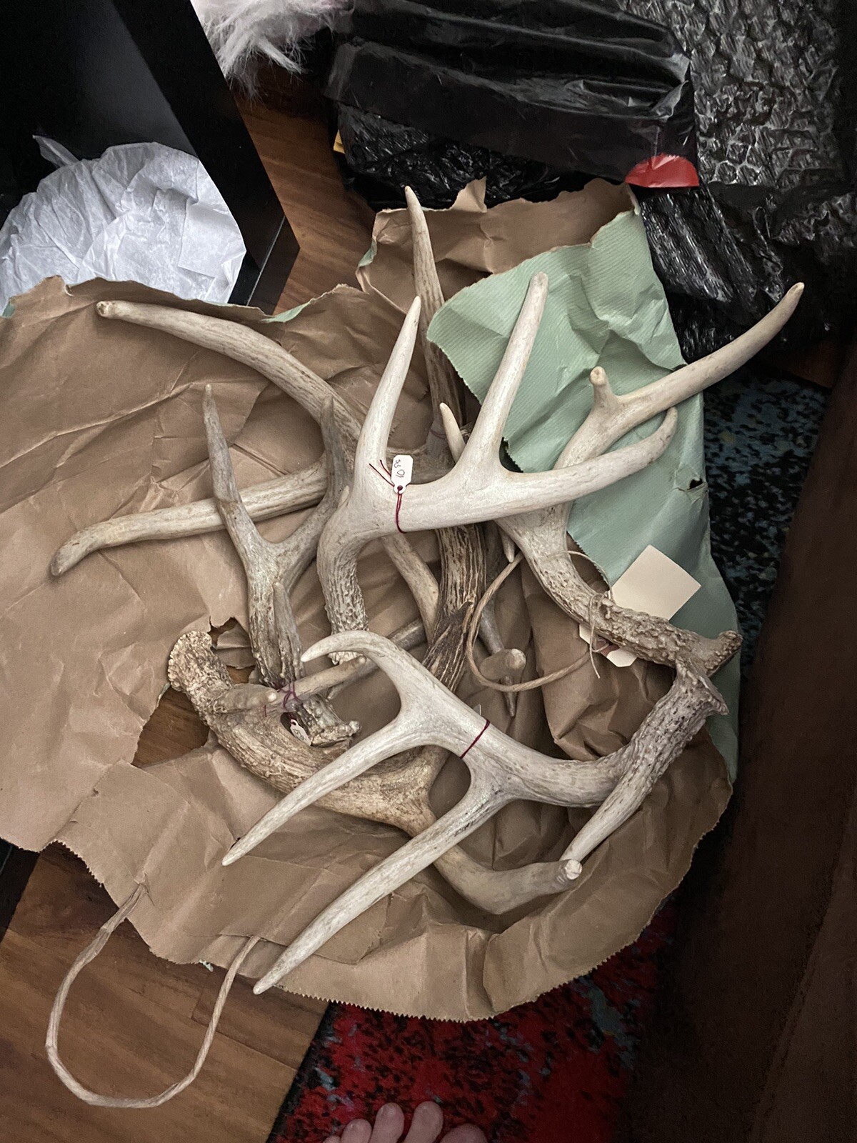 Deer antlers for sale eBay