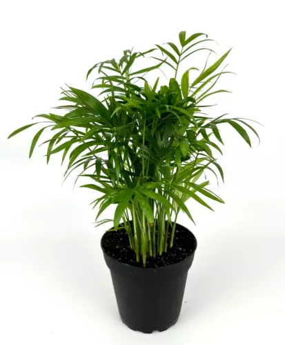 Parlor Palm Chamaedorea Neanthe Bella 8-12" Air Purifying Houseplant, 4” Pot