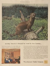 1955 Weyerhaeuser Timber PRINT AD Otter Meet Wood Demand VTG 1950s Tree Farming