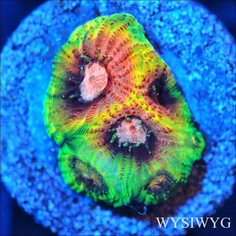 Corals of Eden WYSIWYG Live Coral Frag ~ Peace and War Favia Coral LPS SPS