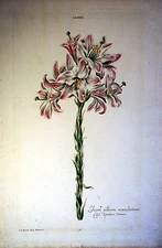 LILY Lily Album maculatum - Copper from Hortus Nitidissimus TREW Circa 1760!