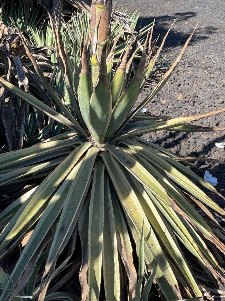 Agave americana 20 SAMEN Hundertjhrige Agave blhende Sukkulente | eBay.de