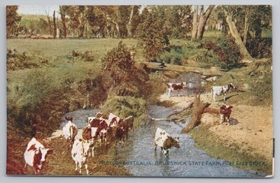 Brunswick State Farm reinrassiger Bestand Western Australia photochrom