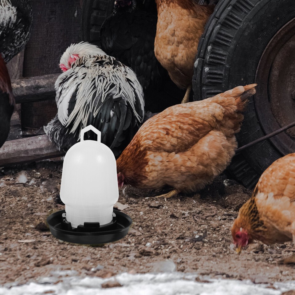 Automatic Chicken Water Feeder Chicken Water Container Chick Water Dispenser eBay