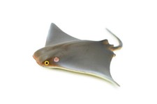Cownose Ray, Skate, Realistic Toy Figure, Model, Replica, Gift, 4" CH269 BB124
