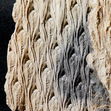 Museum quality rare Carboniferous fossil plant Lepidodendron jaraczewski