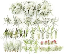Air Plant Variety Pack of 48 - Live Tillandsia - Easy Indoor Outdoor Home Decor