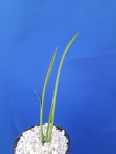 Sansevieria Bacularis Plant Houseplant Succulent